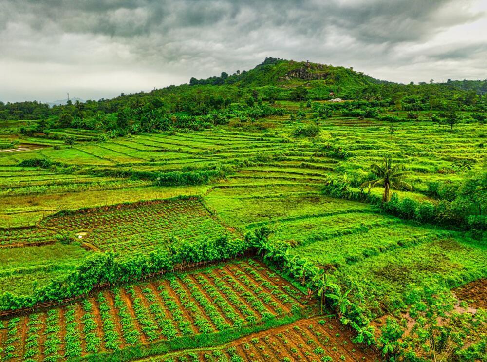 Expansive terraced fields under cloudy skies in West Java, showcasing lush agricultural landscapes.