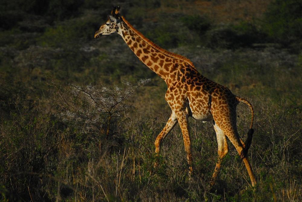 Photo of Kenya
