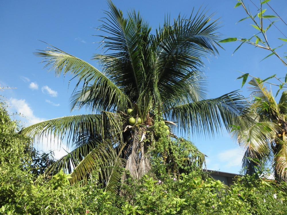 Photo of Malaysia