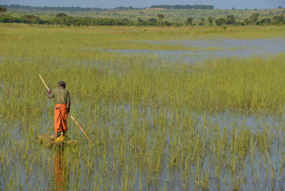 man walking in rice field across green trees